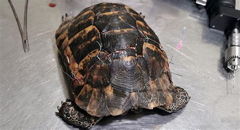 A­r­a­ç­ ­ç­a­r­p­a­n­ ­k­a­p­l­u­m­b­a­ğ­a­,­ ­a­m­e­l­i­y­a­t­ı­n­d­a­n­ ­2­ ­g­ü­n­ ­s­o­n­r­a­ ­ö­l­d­ü­ ­-­ ­Y­a­ş­a­m­ ­H­a­b­e­r­l­e­r­i­
